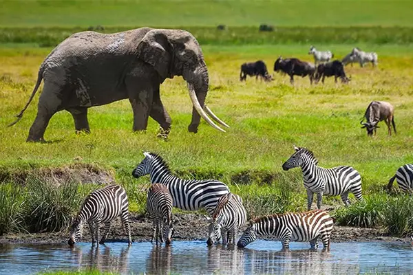 day10-Kili-serengeti