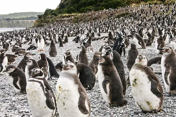 A colony of penguins on a rugged beach